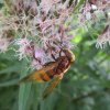 VOLUCELLE ZONEE. Insecte Diptère. butinant sur EUPATOIRE. Alan CROCHET